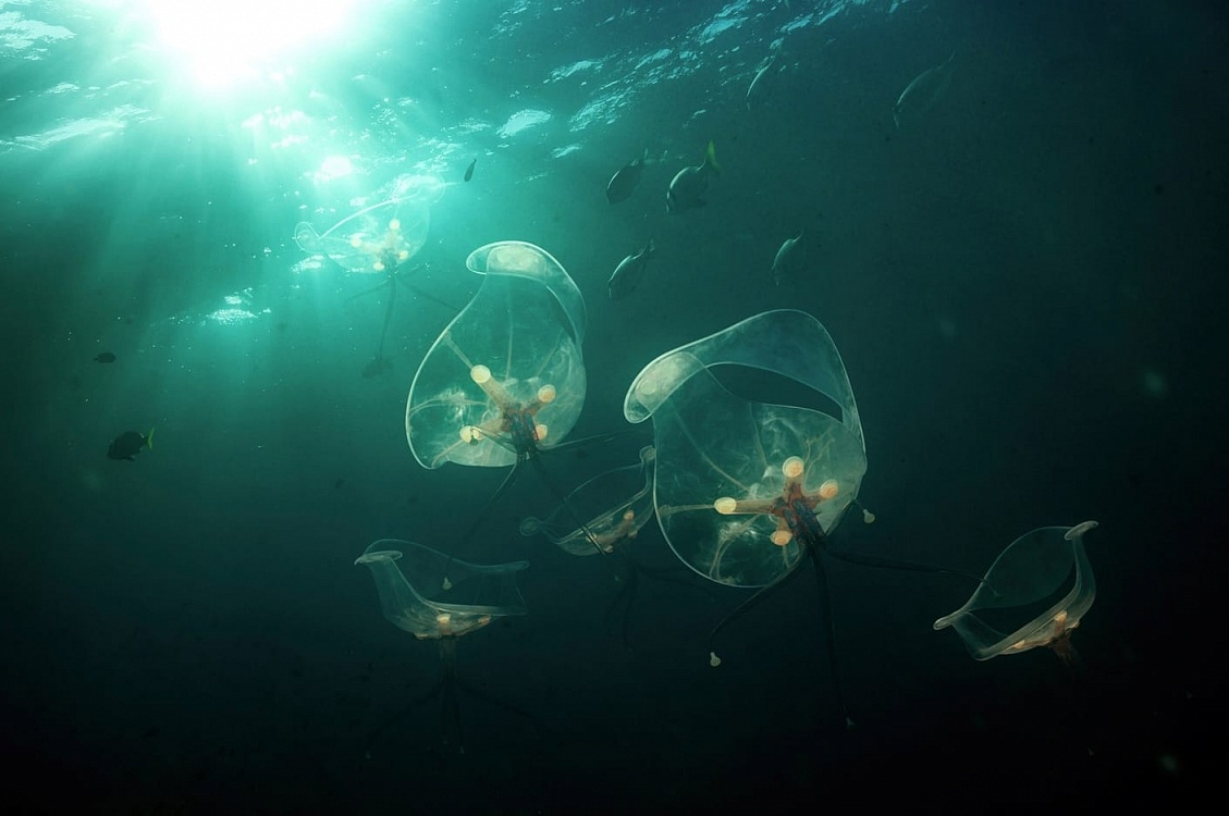 the egg, the lounge and the swag 1 img