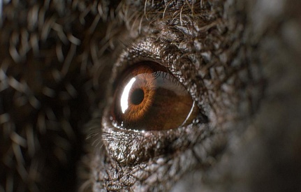 MORE THAN MEETS THE EYE